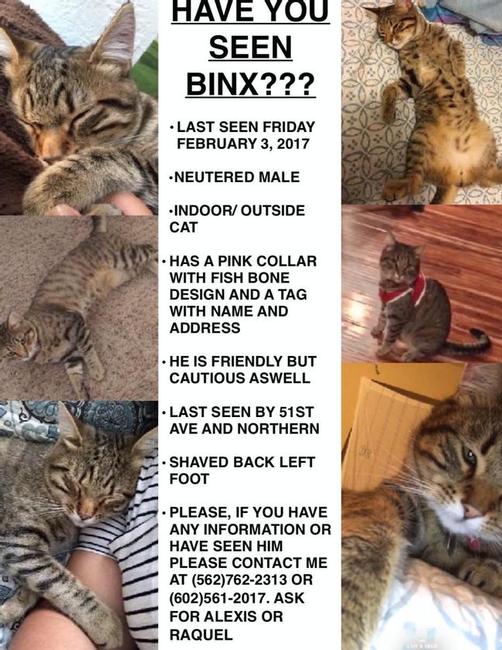 Image of binx, Lost Cat