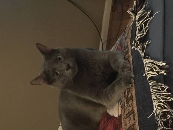 Image of Fifty, Lost Cat