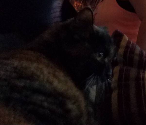 Image of Mrs. Snickerdoodle, Lost Cat