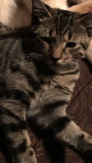 Image of Quinn, Lost Cat