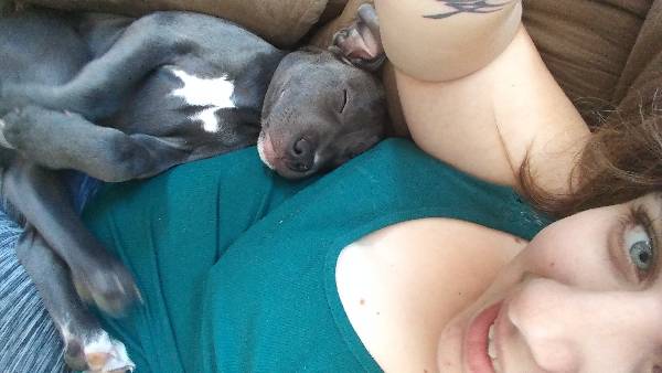 lost dog scarborough