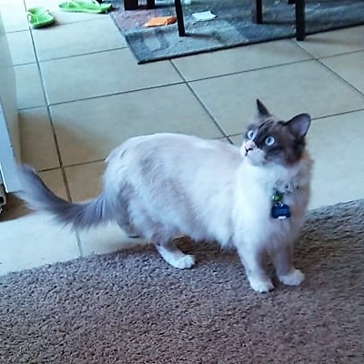 Image of Jewels, Lost Cat