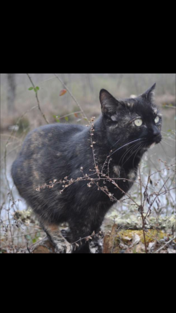 Image of Holly, Lost Cat
