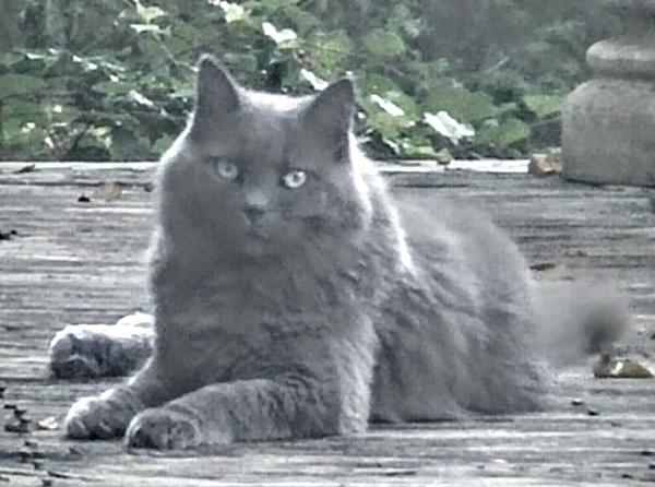 Image of Grey Kitty, Lost Cat