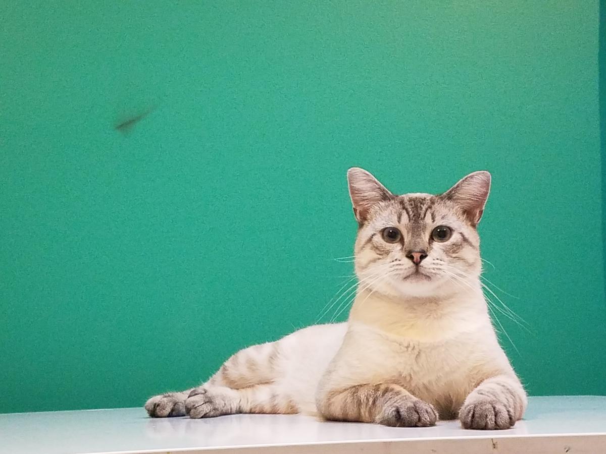 Lost Cat Lynx Point Siamese in KNOXVILLE, TN Lost My Kitty
