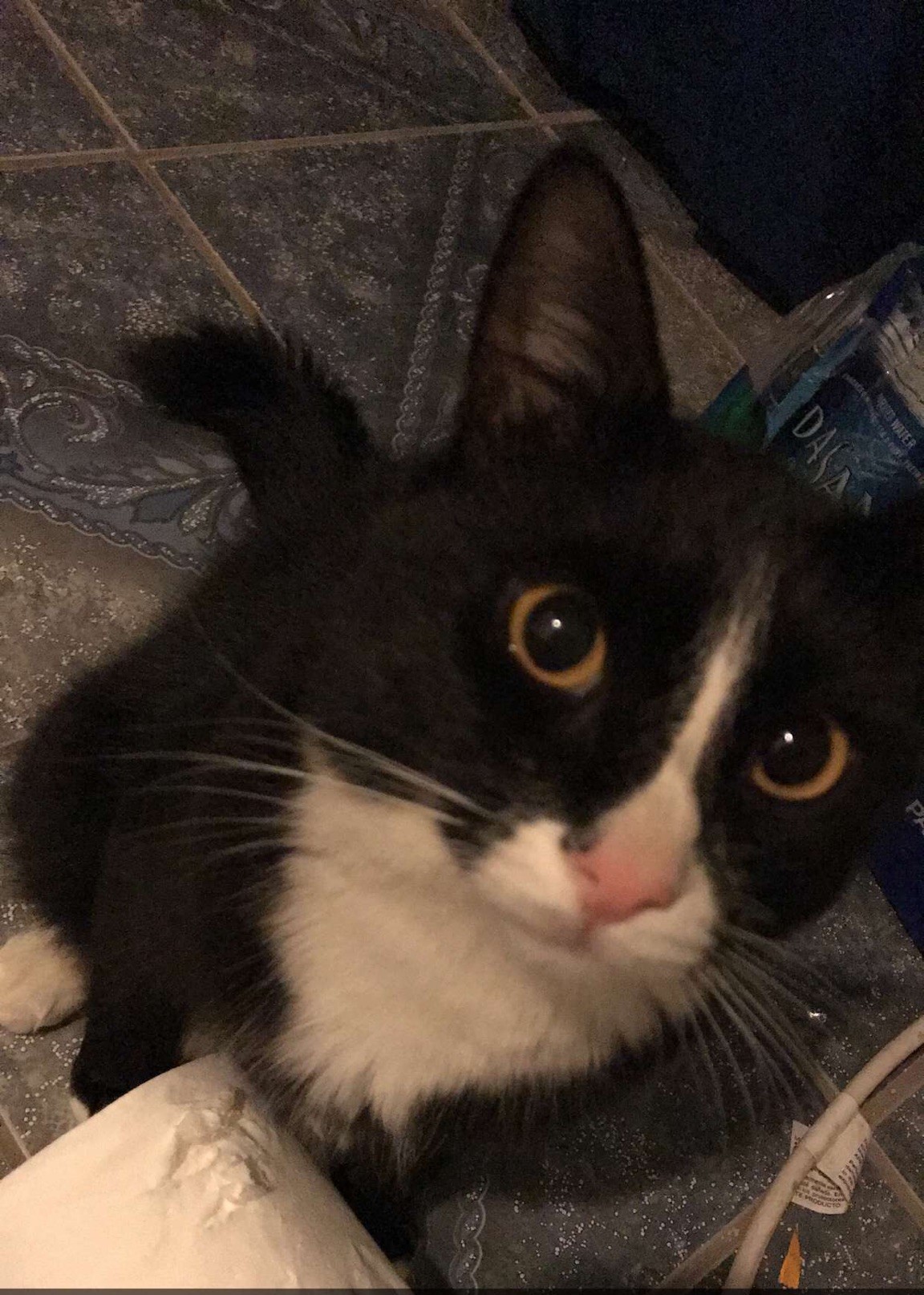 Lost Cat Unknown in LANCASTER, CA Lost My Kitty