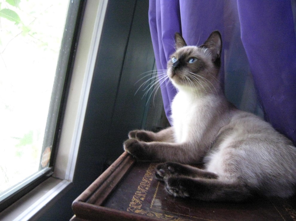 Lost Cat Siamese in CAPE CORAL, FL Lost My Kitty