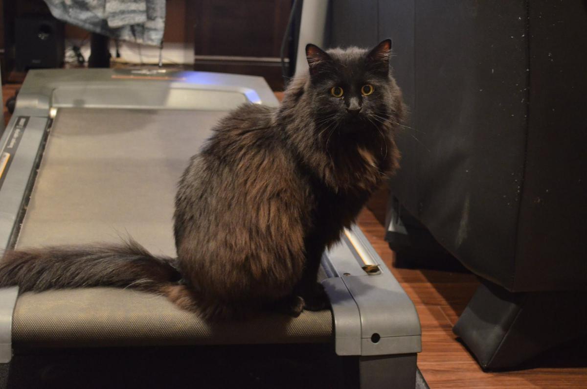 Lost Cat Chantilly Tiffany Cat In Glendale Ca Lost My Kitty Lost Cat Chantilly Tiffany Cat In Glendale Ca Lost My Kitty