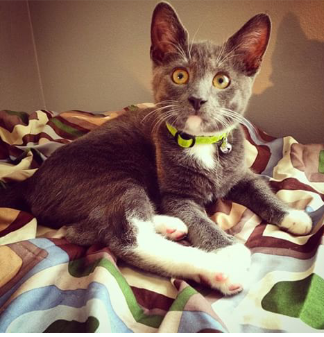 Lost Cat Russian Blue in MARIETTA, GA - Lost My Kitty