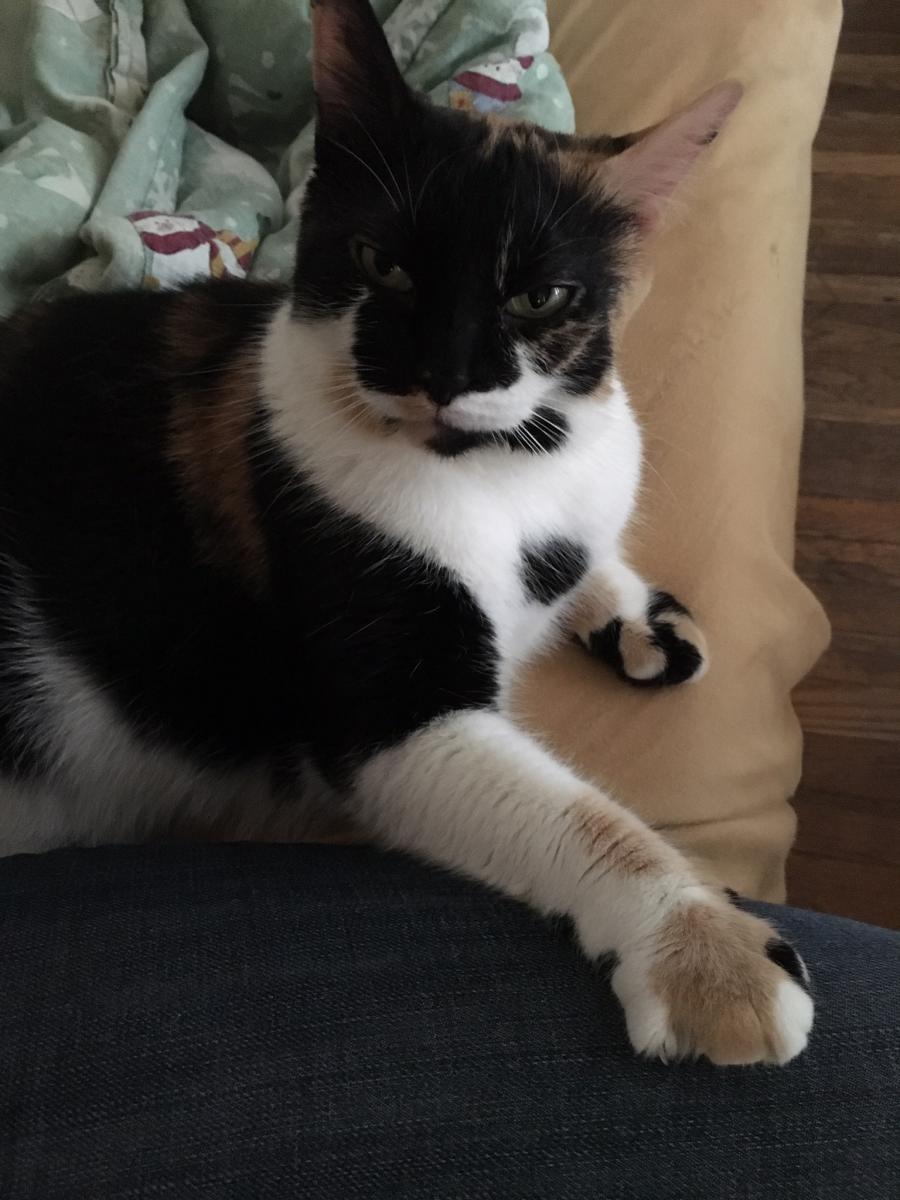 Lost Cat Unknown In Taunton Ma Lost My Kitty