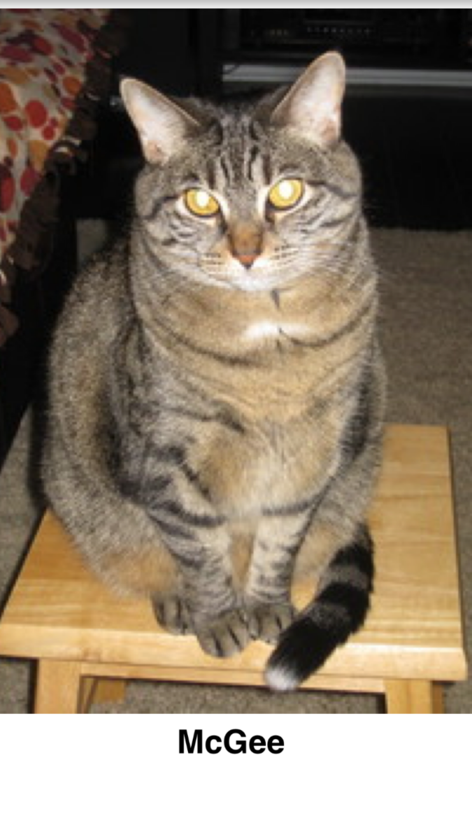 Image of McGee, Lost Cat