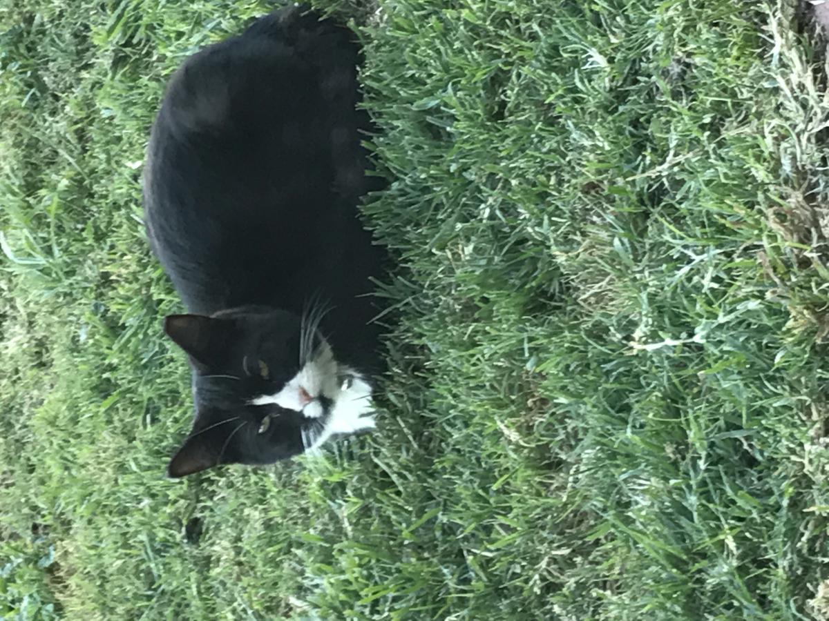 Image of Scampers, Lost Cat