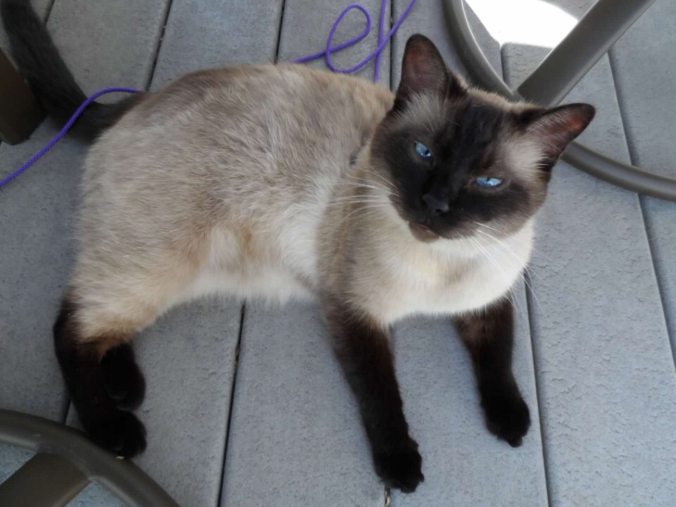 Lost Cat Siamese in VIRGINIA BEACH, VA Lost My Kitty