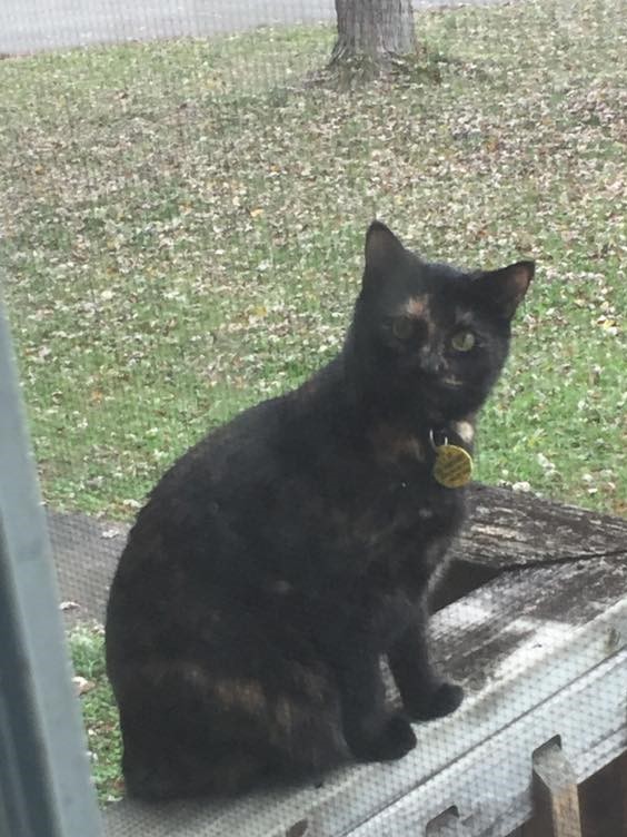 Lost Cat Other in KNOXVILLE, TN Lost My Kitty