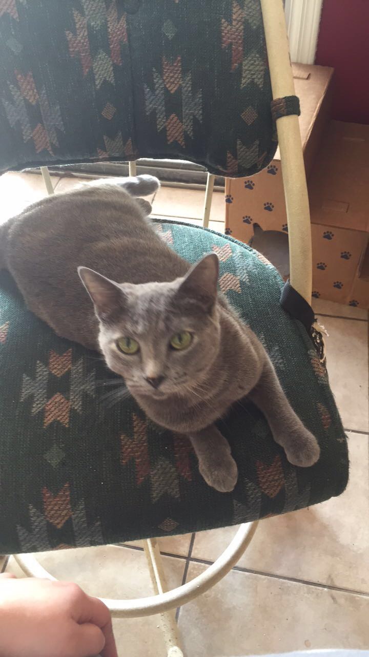 Image of Diana, Lost Cat