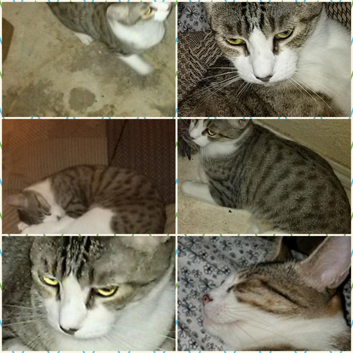 Lost Cat Domestic Short Hair In Fresno Ca Lost My Kitty