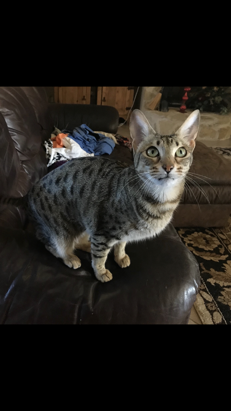 Lost Cat Savannah in HASLET, TX Lost My Kitty