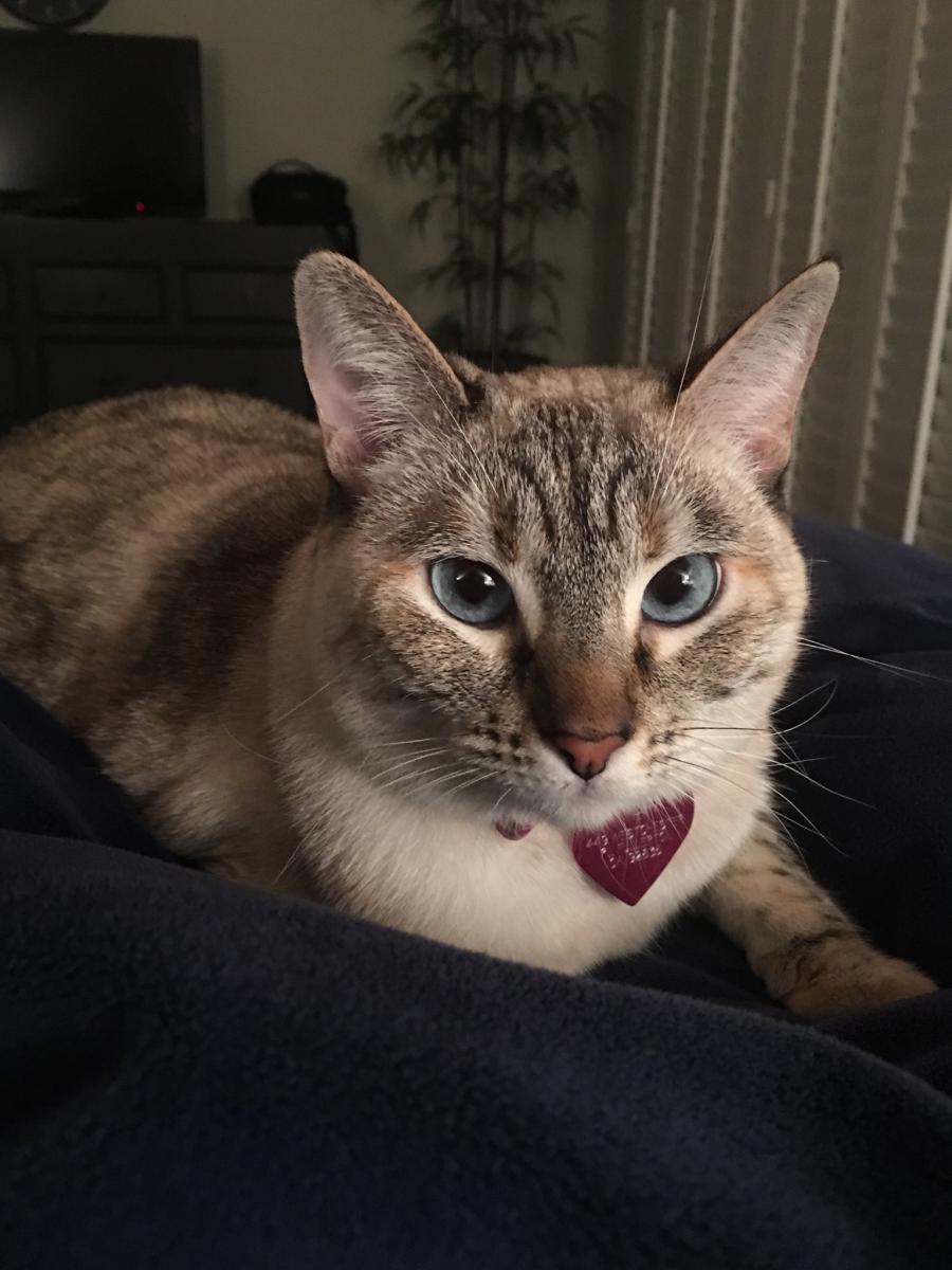 Image of Claire, Lost Cat