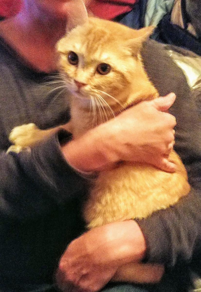 Found Cat Unknown in ANDERSON, SC Lost My Kitty