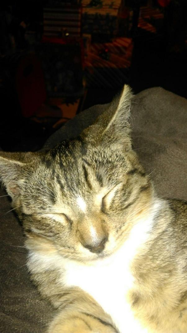 Image of Tressie Lou, Lost Cat