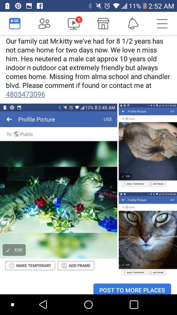 Image of Mr.kitty, Lost Cat