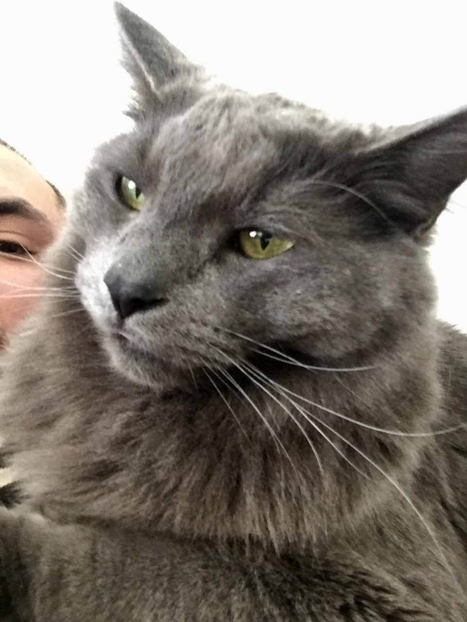 Lost Cat Maine Coon in BELOIT, WI Lost My Kitty