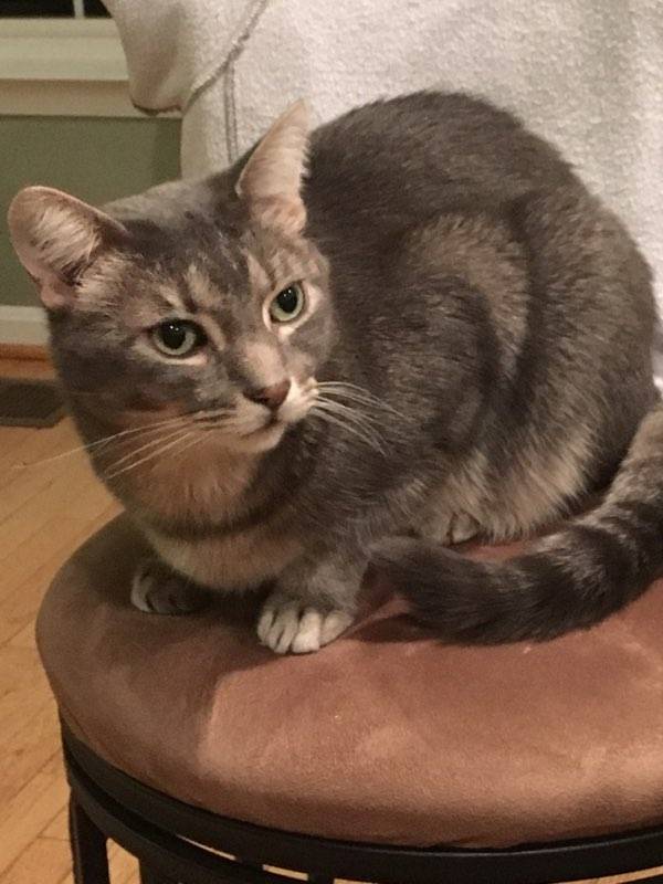 Lost Cat Domestic Short Hair in BROOKEVILLE, MD Lost My Kitty