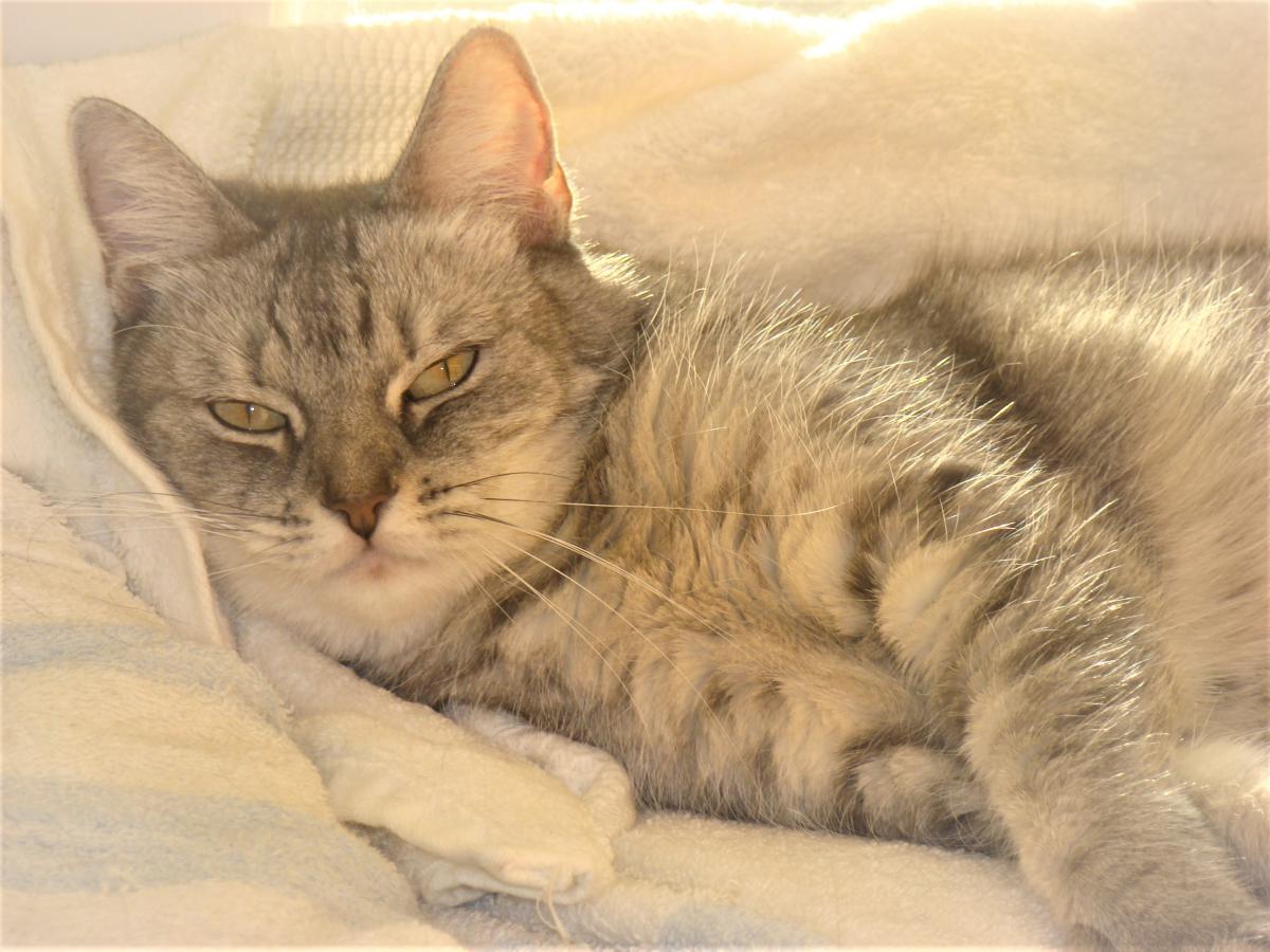 Image of Delilah Jo, Lost Cat