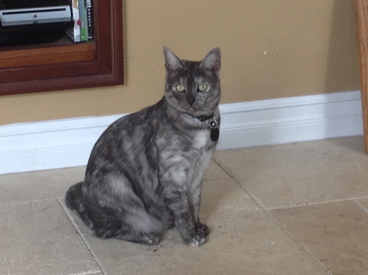 Image of Cinder, Lost Cat
