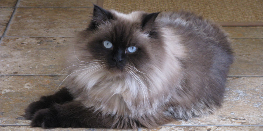 himalayan female cat