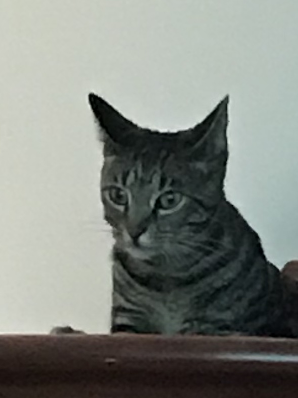 Image of Artichoke, Lost Cat