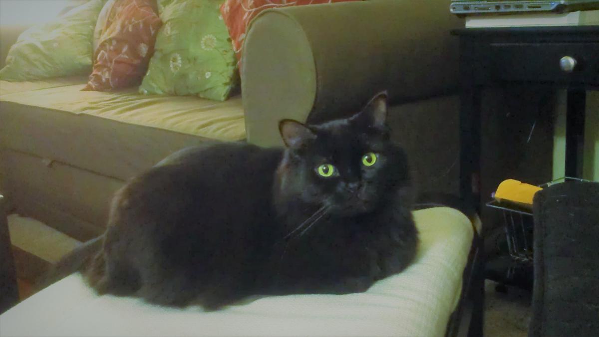 monchichi cat
