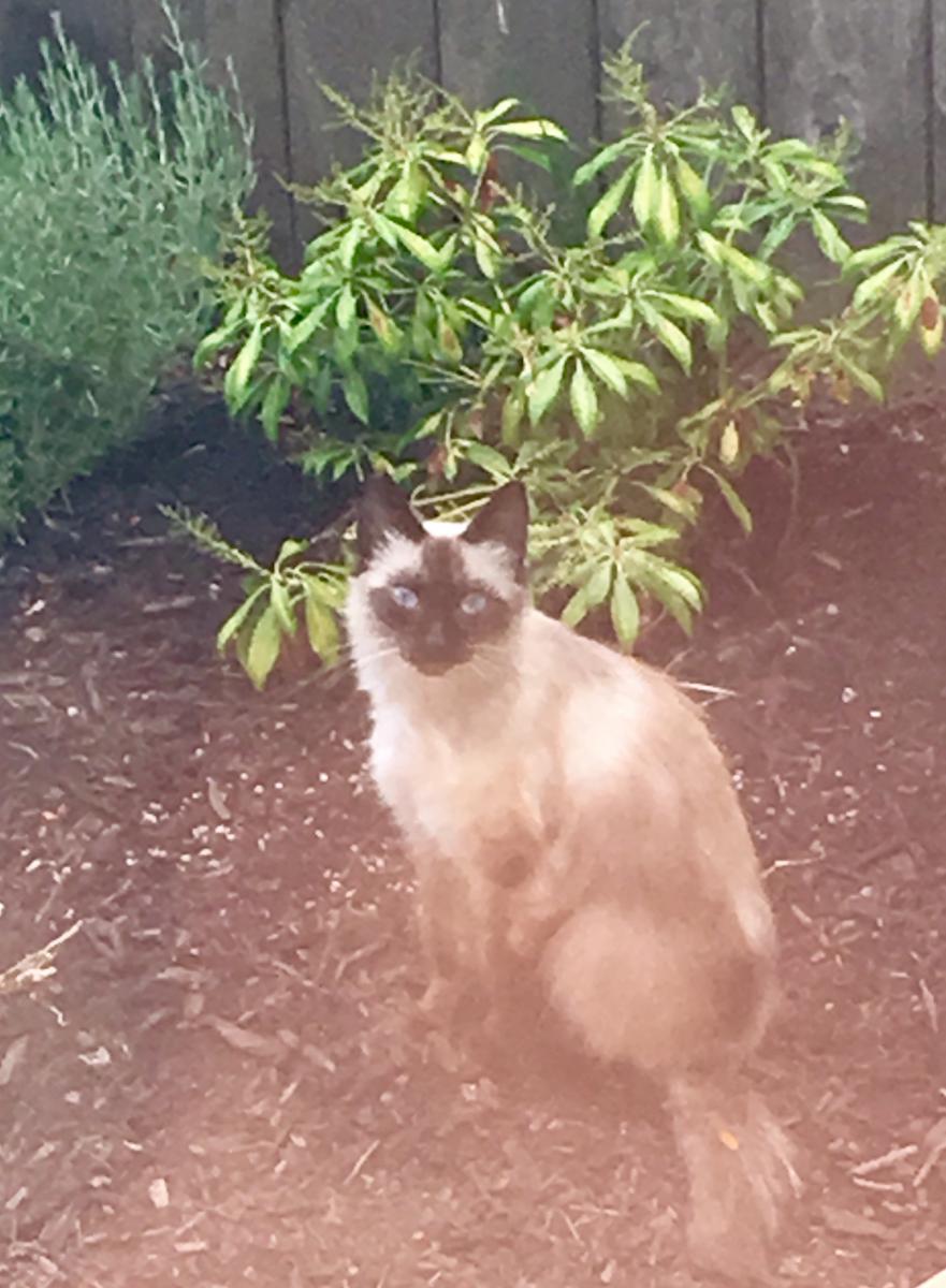 Found Cat Persian in VANCOUVER, WA Lost My Kitty