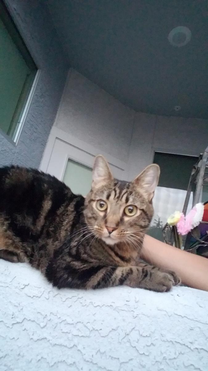 Found Cat Unknown in PHOENIX, AZ - Lost 