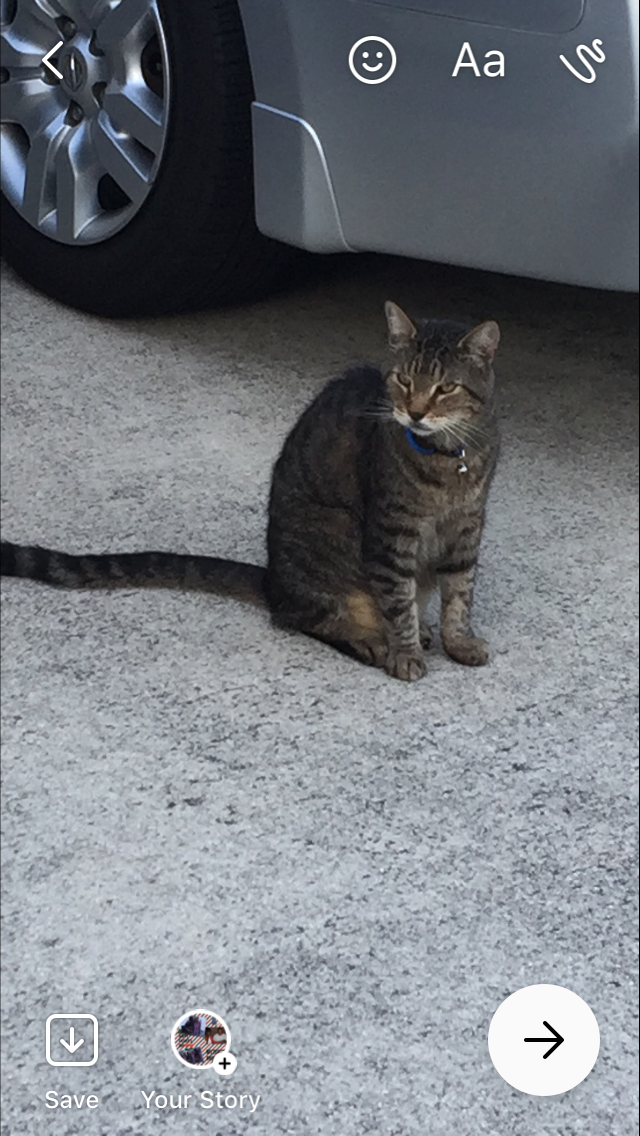 Found Cat Unknown in AUSTELL, GA - Lost My Kitty