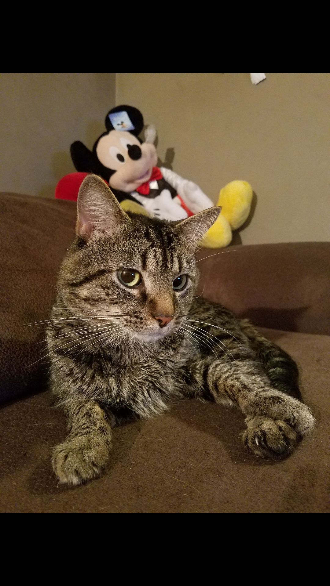 lost cat scarborough