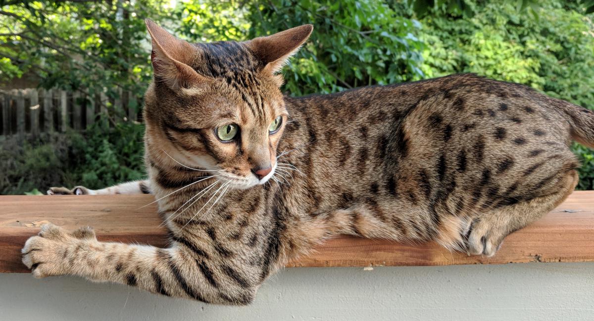 Lost Cat Bengal Cat in DENVER, CO Lost My Kitty
