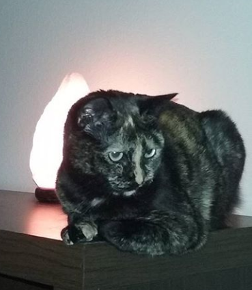 Image of Cammie, Lost Cat