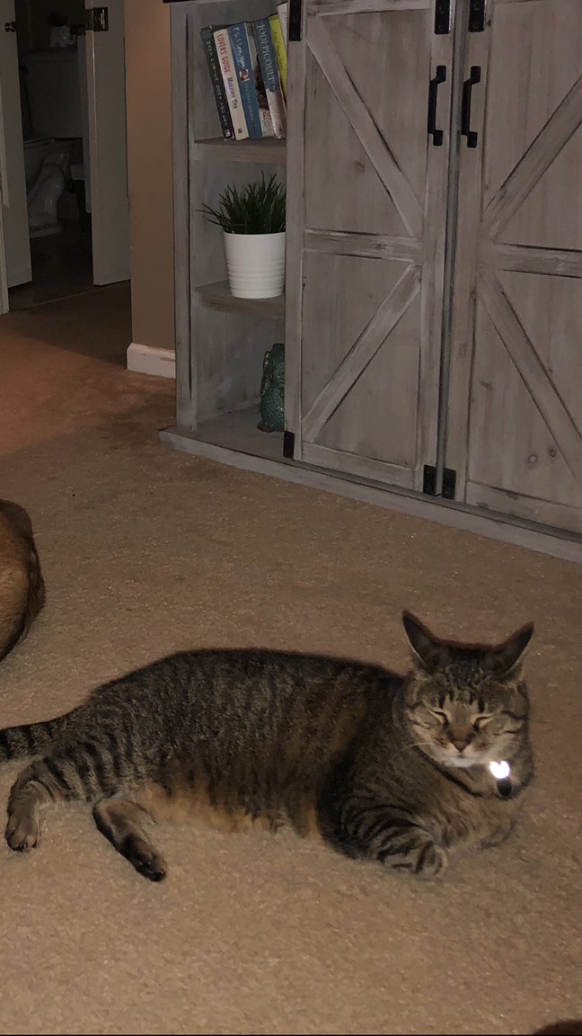 Lost Cat Unknown in LIVONIA MI Lost My Kitty Lost Cat Unknown in LIVONIA MI Lost My Kitty