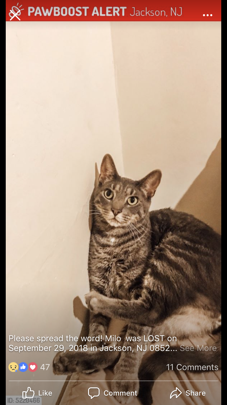 36 HQ Pictures Cat Boarding Near Me : 뱅갈 고양이 반려동물 - Pixabay의 무료 사진