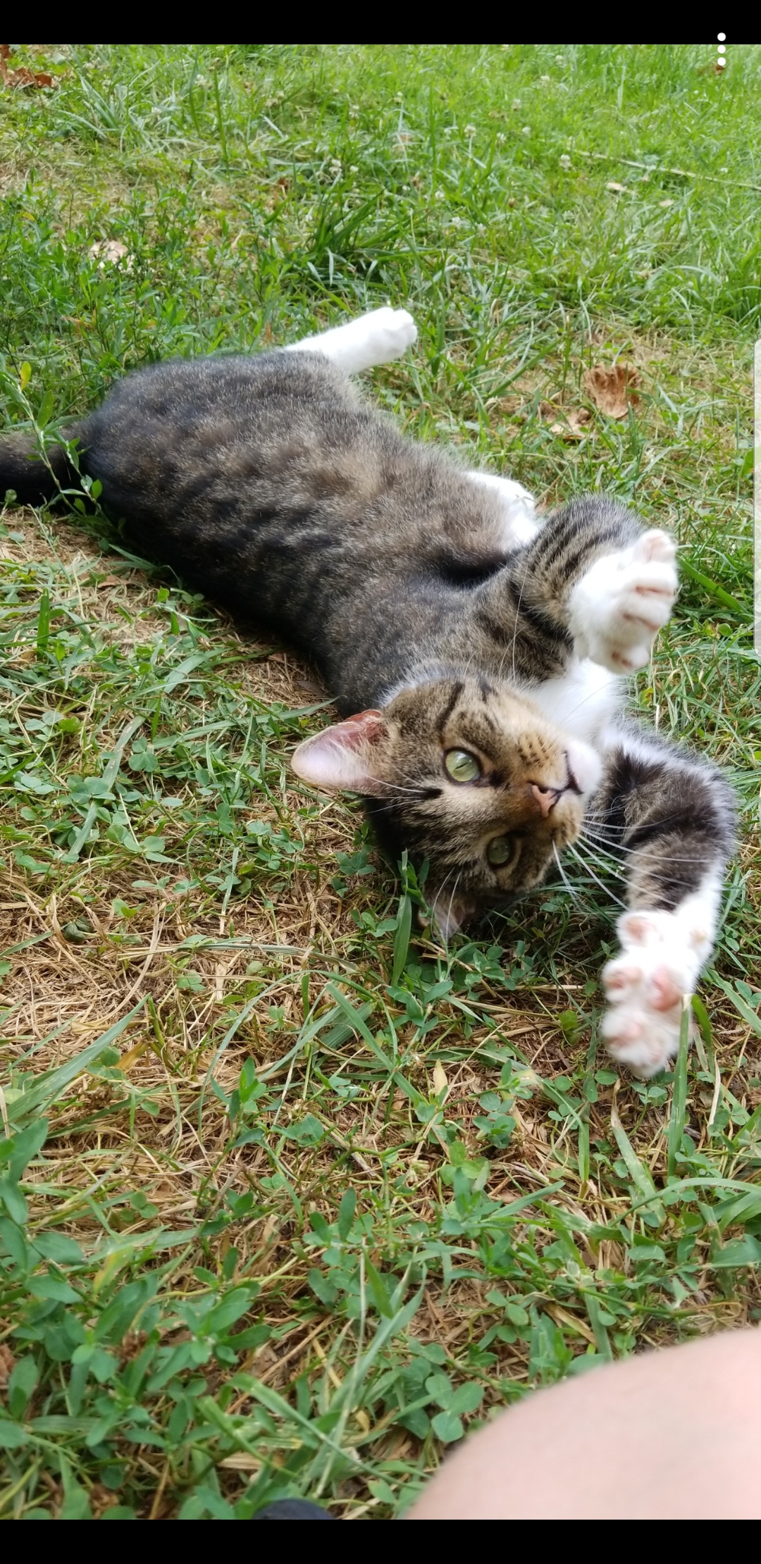 Lost Cat American Shorthair in ZIONSVILLE, IN Lost My Kitty