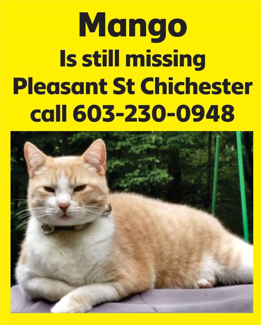Lost Cat Domestic Short Hair in CHICHESTER, NH - Lost My Kitty