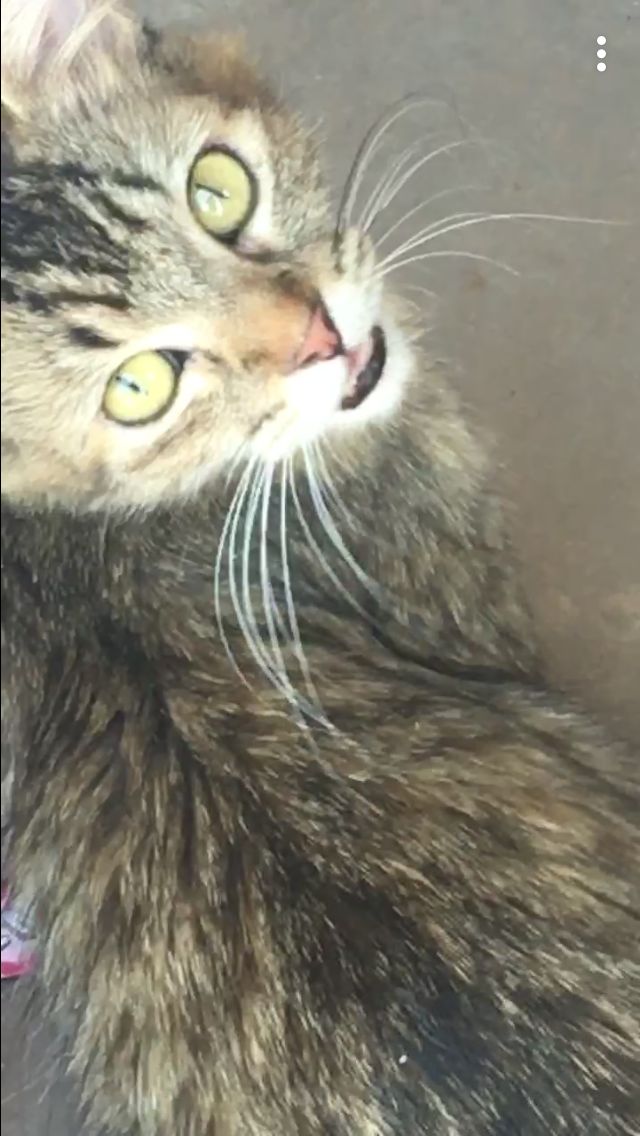 Image of Pepita, Lost Cat