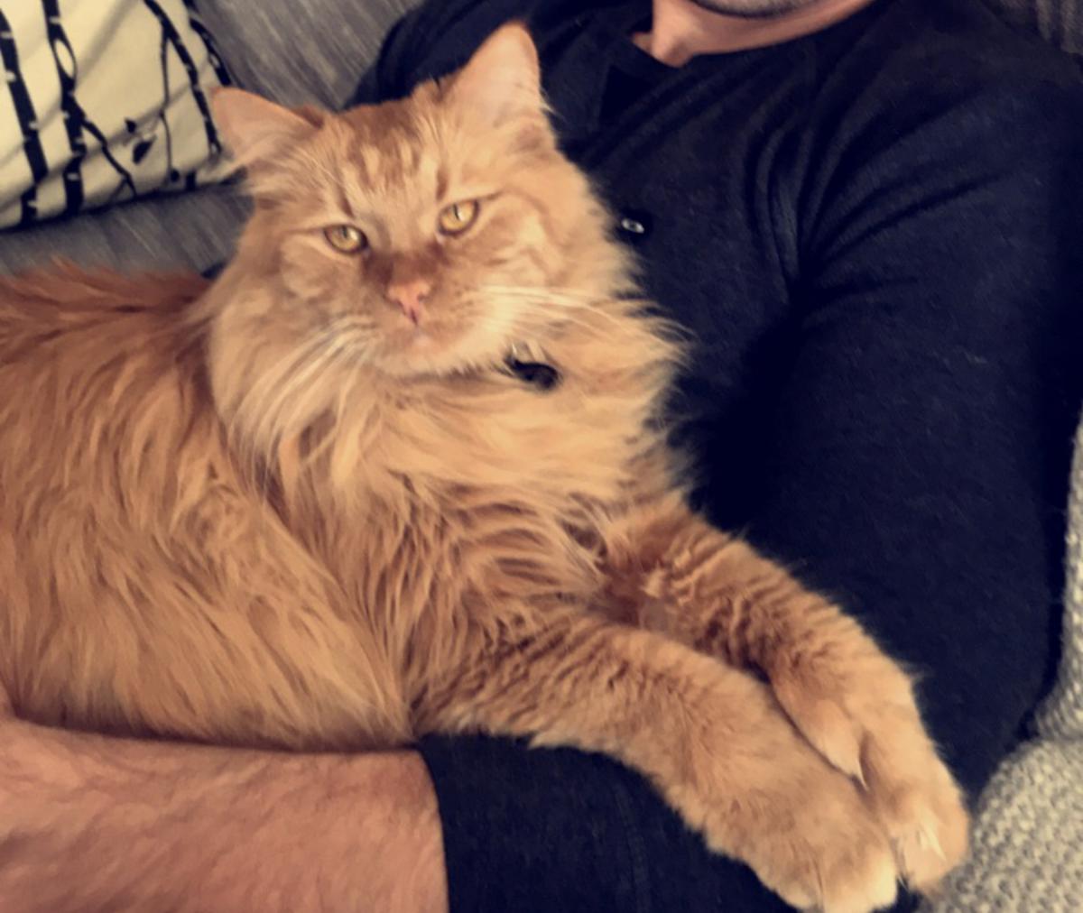 wny lost and found pets