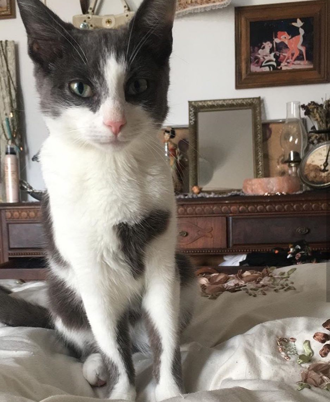  Lost  Cat  Domestic Short Hair in BROOKLYN NY  Lost  My Kitty