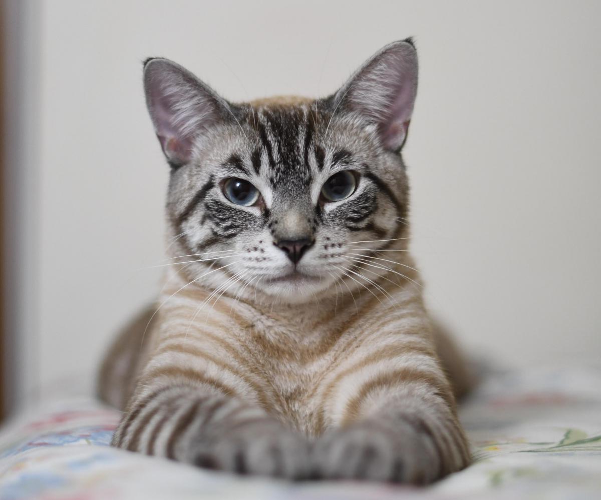 36 Top Pictures Lynx Point Siamese Cat Colors / Siamese Cats: A Complete Guide - The Happy Cat Site
