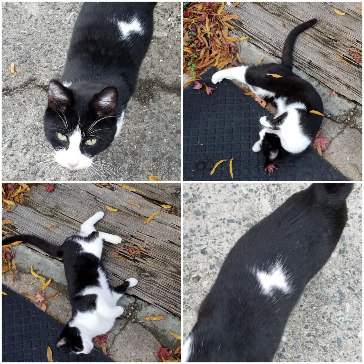 Found Cat Unknown in GASTONIA, NC Lost My Kitty