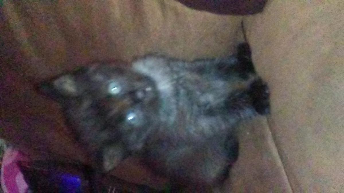 Image of Smokey, Lost Cat