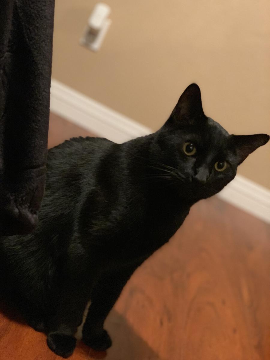 Lost Cat American Shorthair In Victorville Ca Lost My Kitty