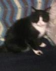 Image of Hermina Blk & White, Lost Cat